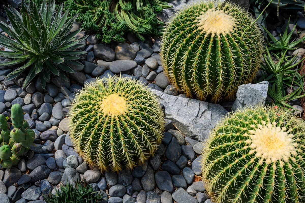 Cactus e talea: ecco il metodo