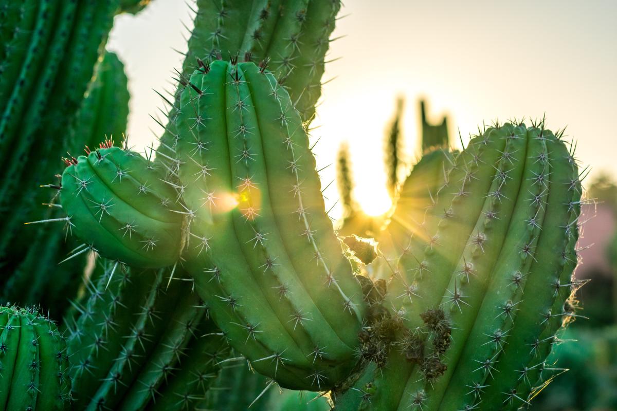 Talea di cactus