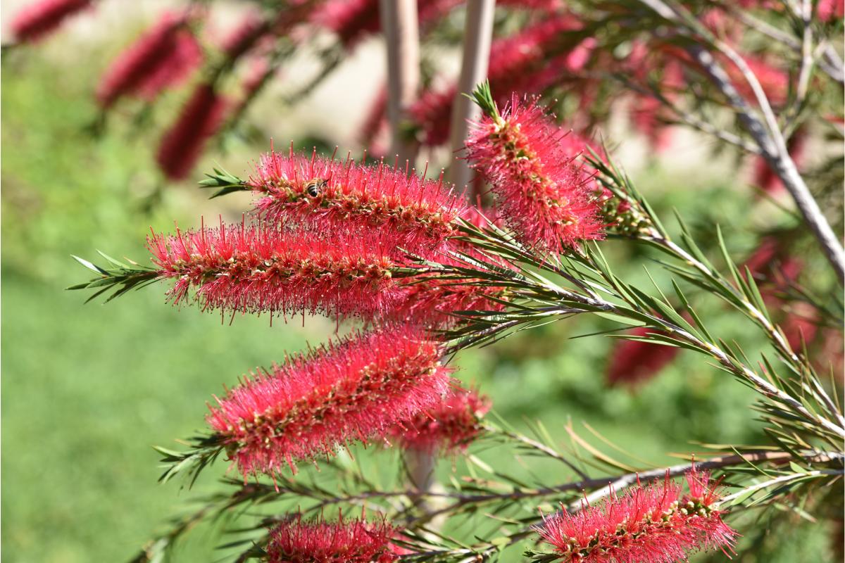 Le varietà di Callistemon in primavera in giardino