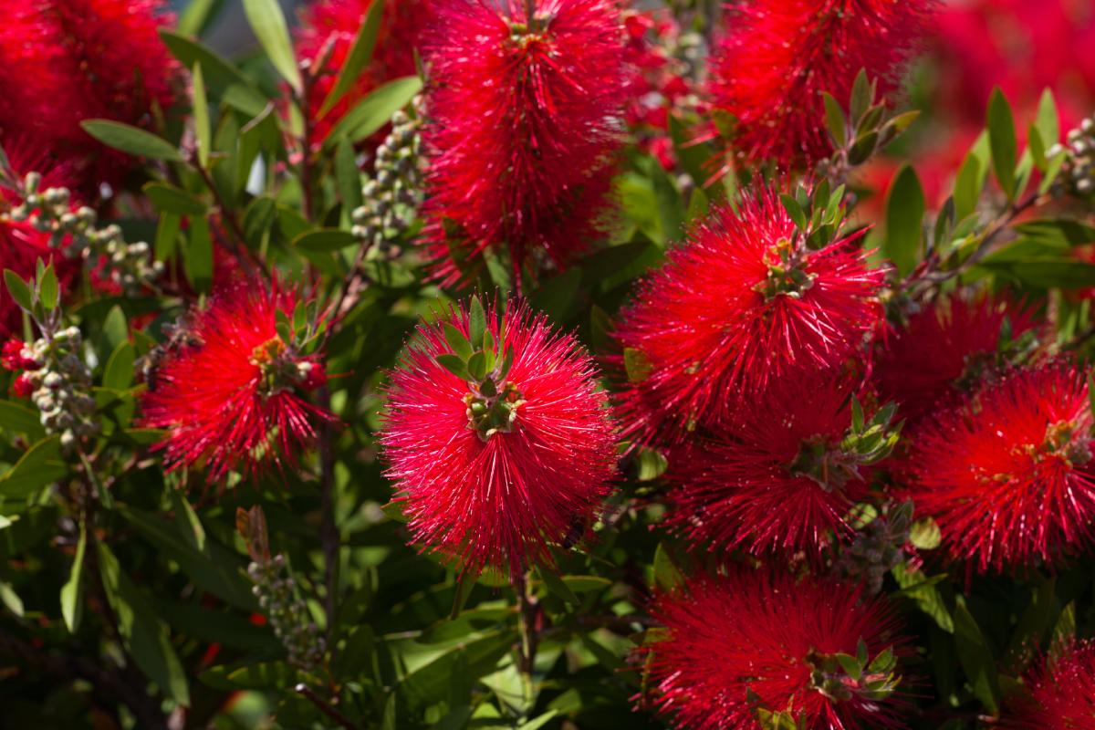 Piantare il Callistemon in giardino in primavera