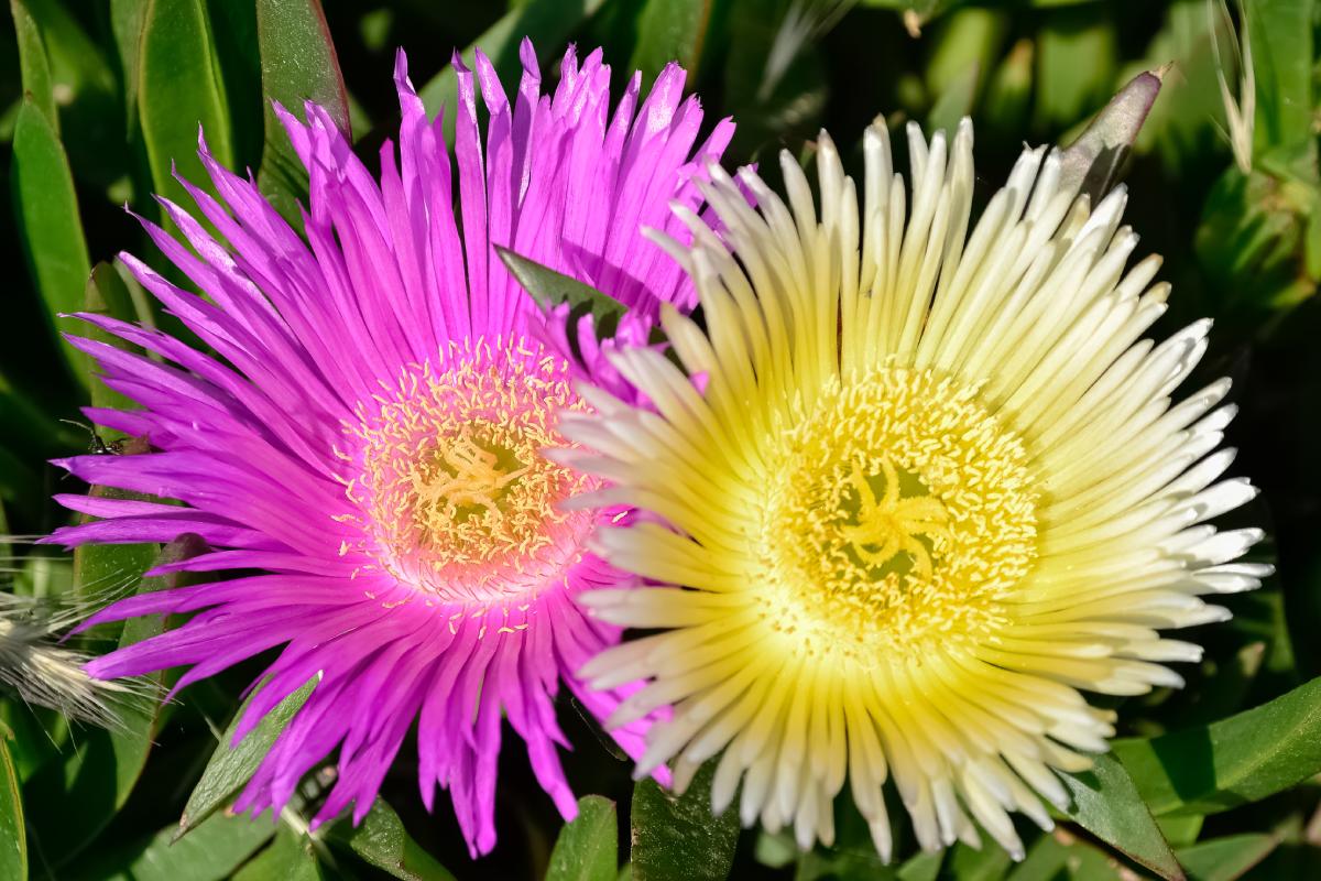 Il giardino vicino al mare diventa bello con il Carpobrotus