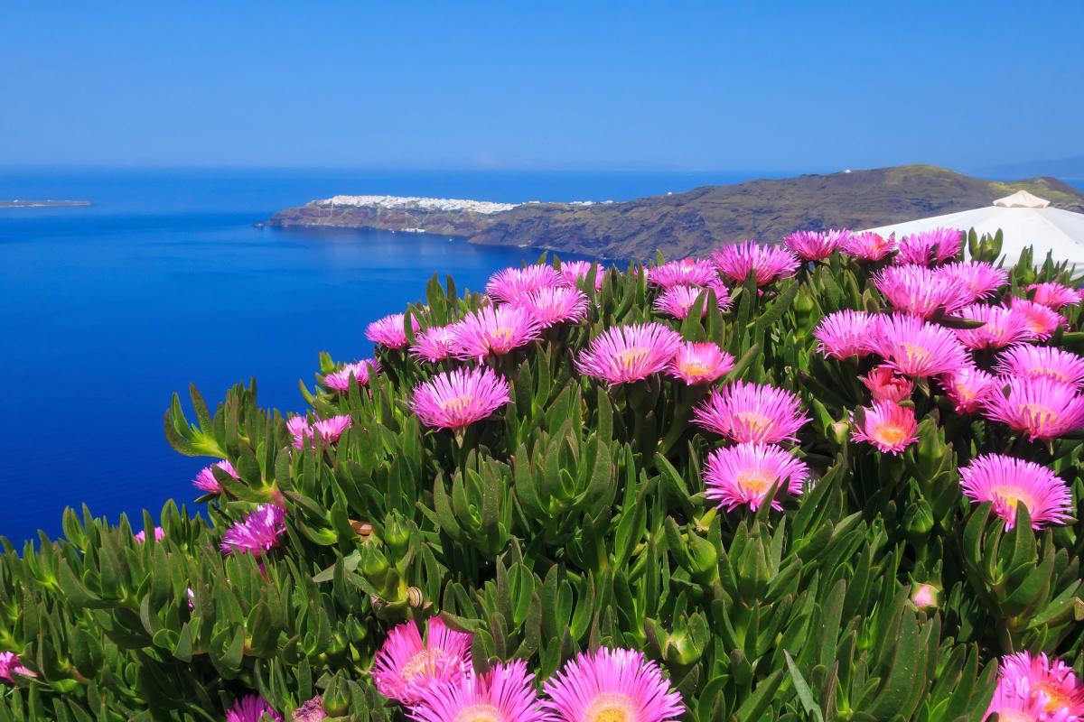 Il giardino vicino al mare con il Carpobrotus