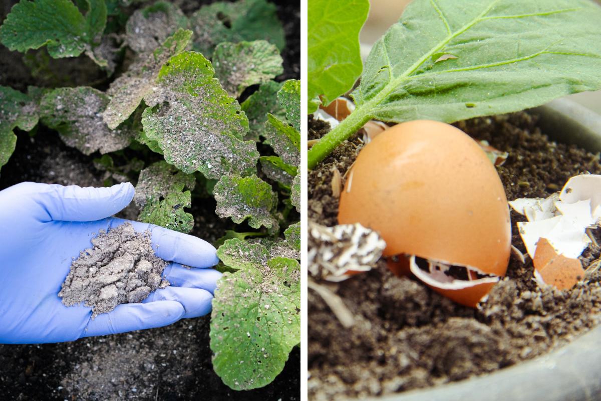 Concimare senza prodotti chimici: gerani, lavanda e ortensie