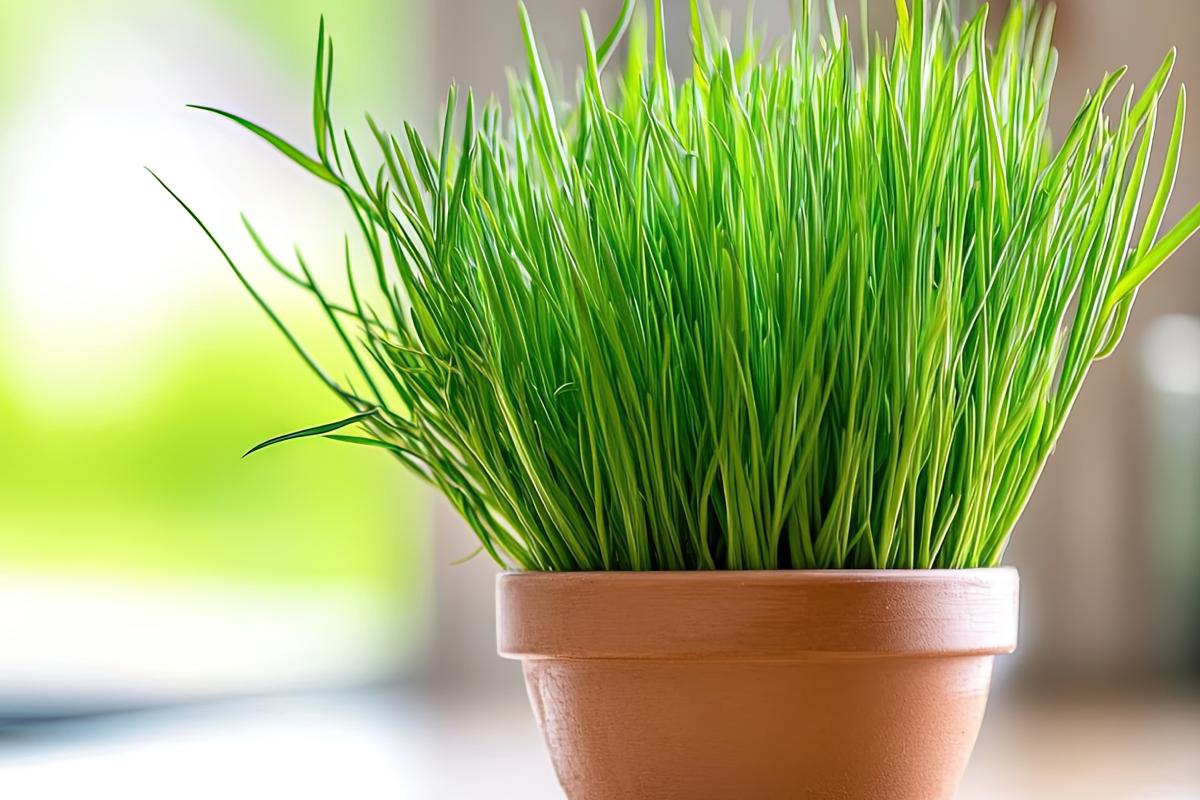 Piante contro le mosche