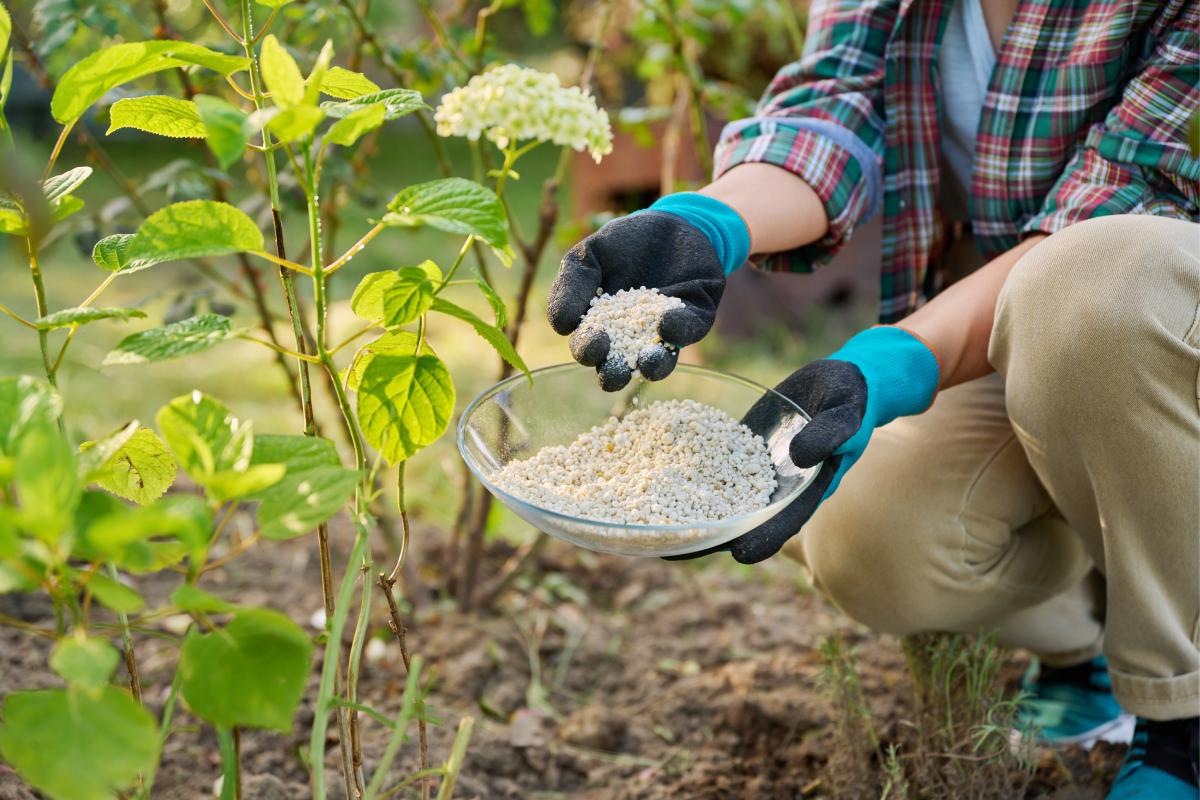 Concimazione delle ortensie