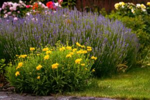 Coreopsis e lavanda per un'aiuola a prova di caldo