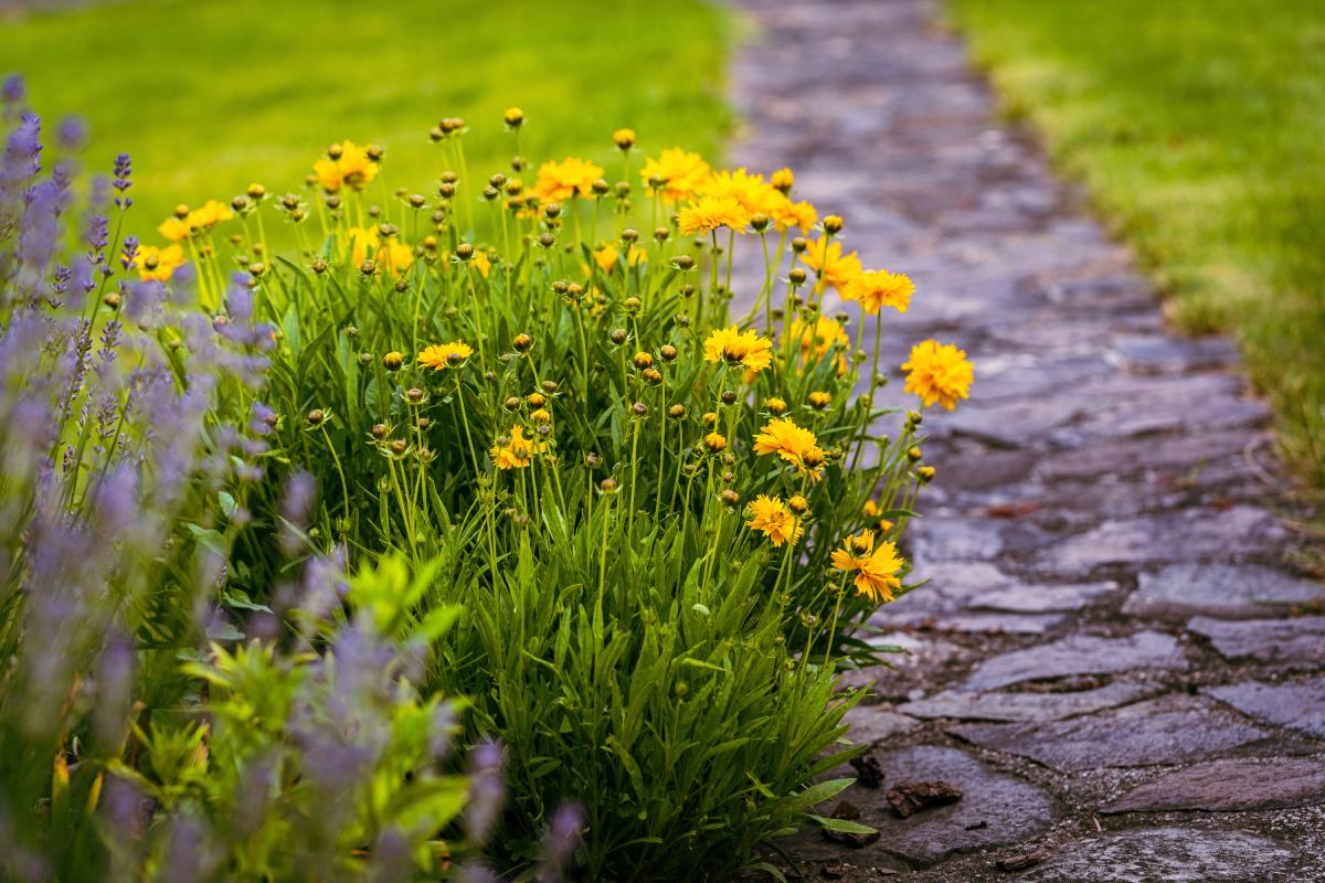 Coreopsis e lavanda nell'aiuola perfetta per l'estate