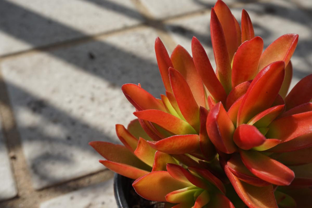 Le piante sucuclente che il sole può trasformare