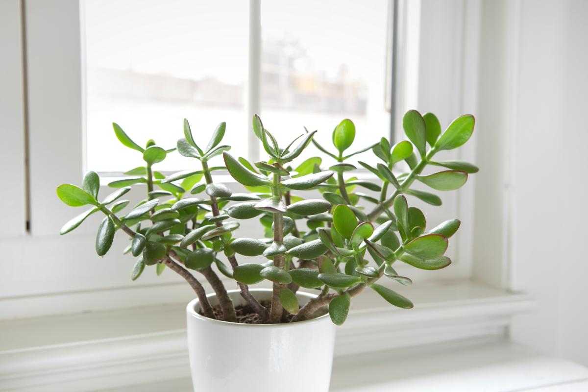 Le succulente