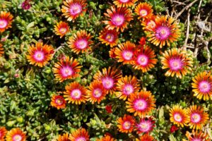 Delosperma, pianta resistente