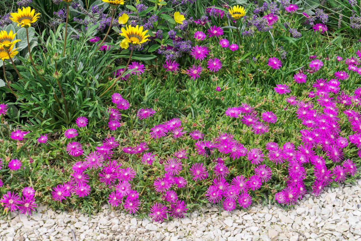 I fiori resistenti del Delosperma