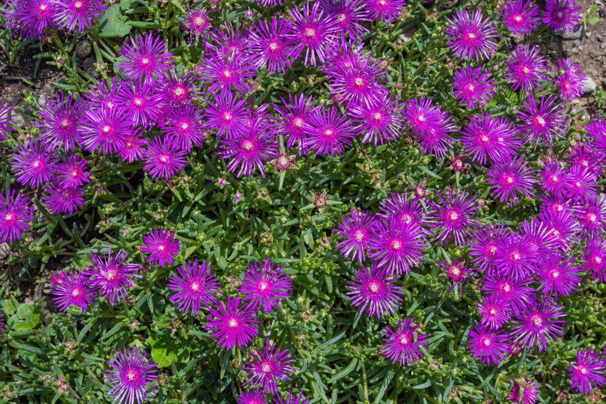 Moltiplicare il Delosperma