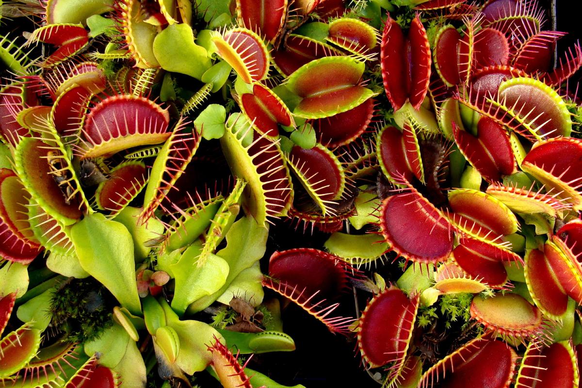 Piante da non rinvasare in primavera