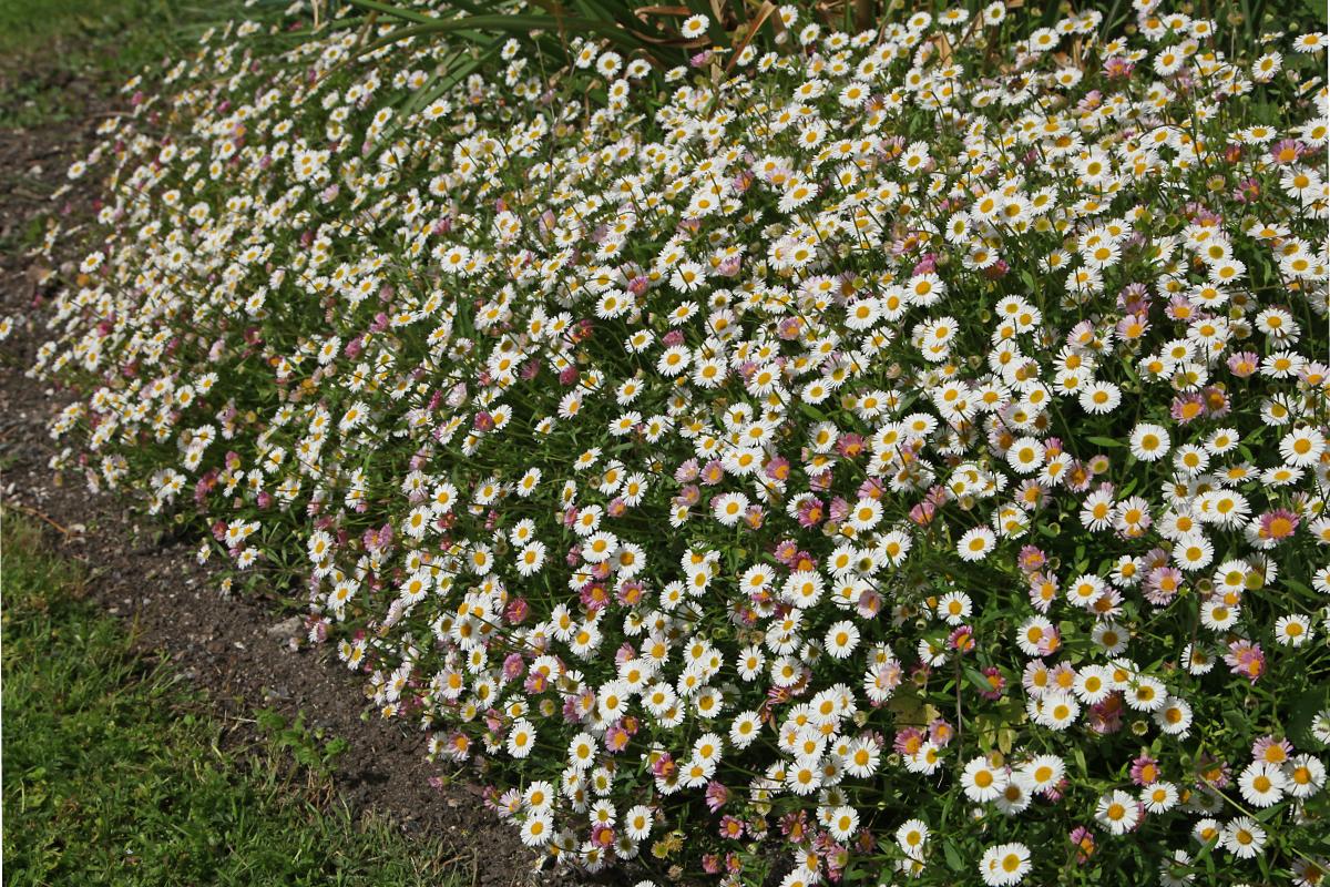 Tappezzare il giardino con le tappezzanti da sole