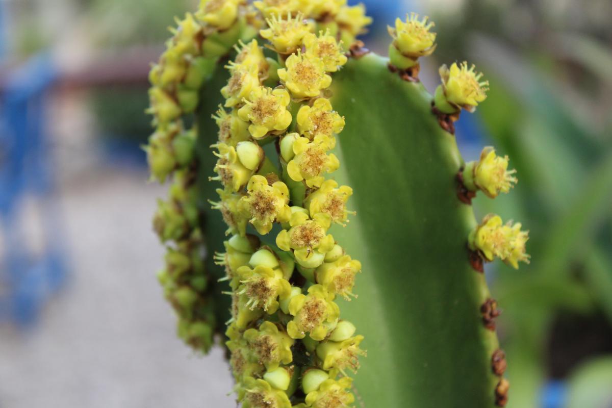 Le piante succulente dentro casa