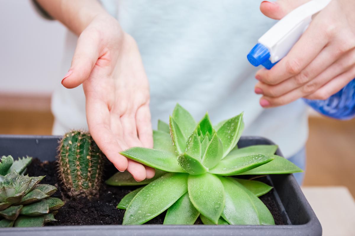 La miscela di zucchero per fertilizzare le piante grasse