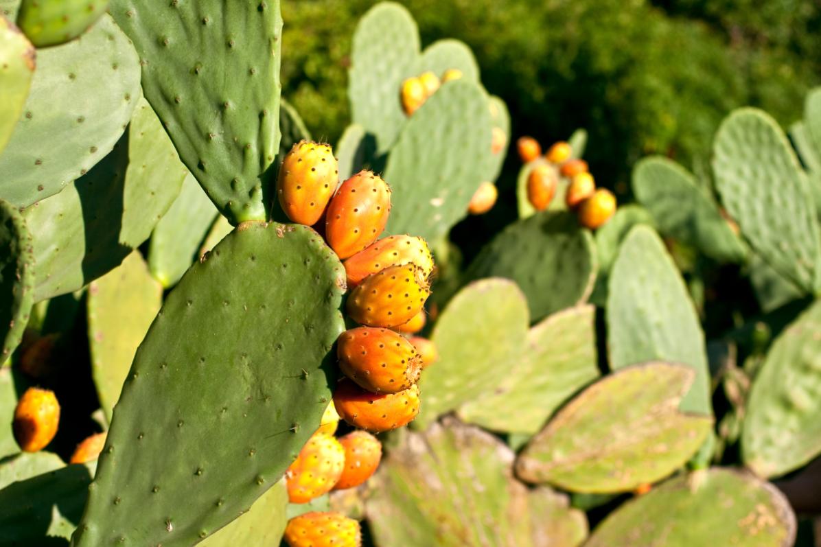 Piante grasse che sanno resistere a caldo e siccità