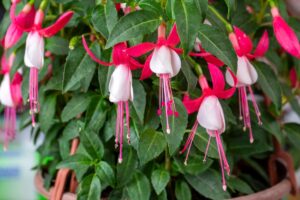 Le talee dell'ibisco, la fucsia e altre piante in estate