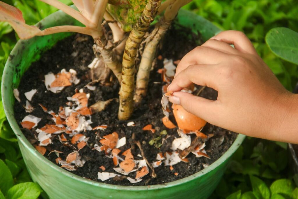 I concimi naturali davvero efficaci