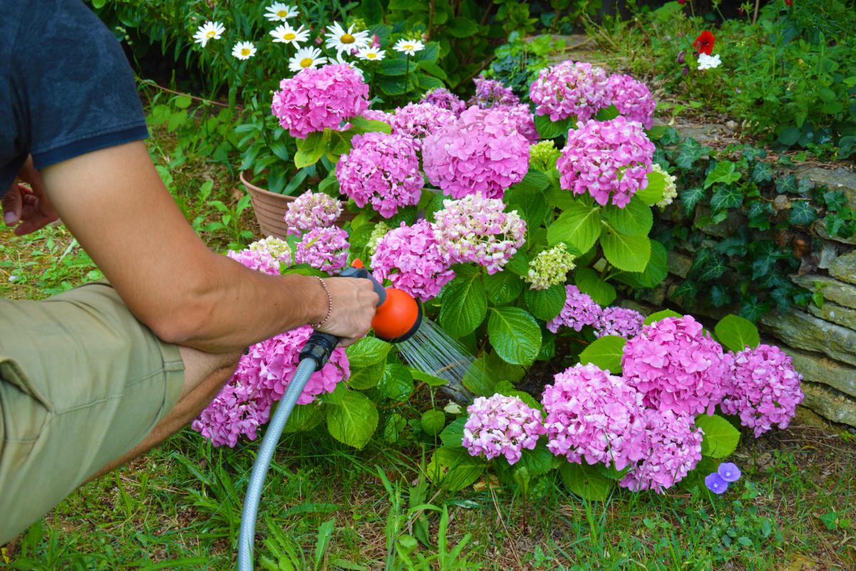 Gli errori da evitare a maggio con le ortensie