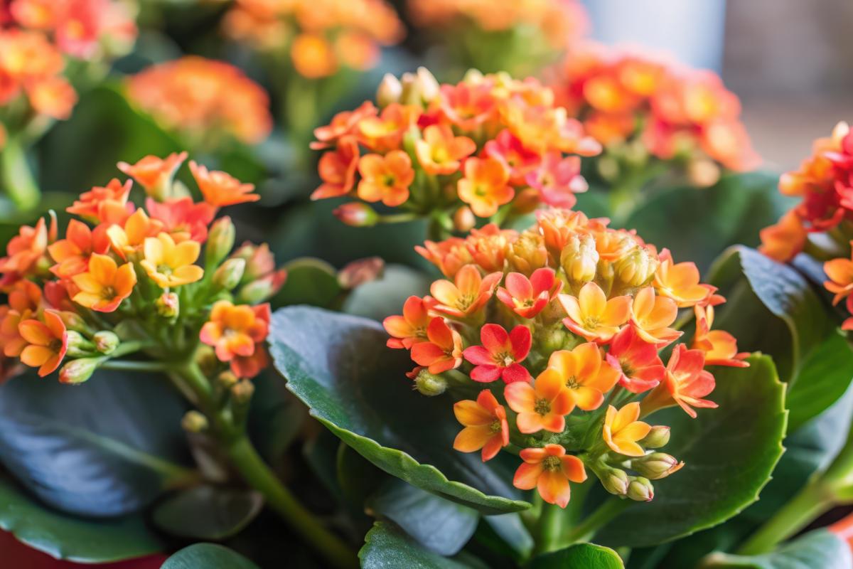 Le piante grasse con bellissimi fiori