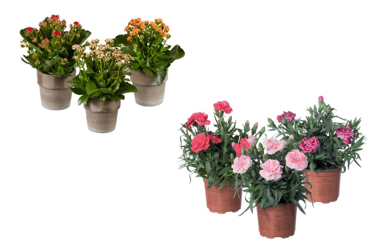 Lidl e le piante disponili questa settimana
