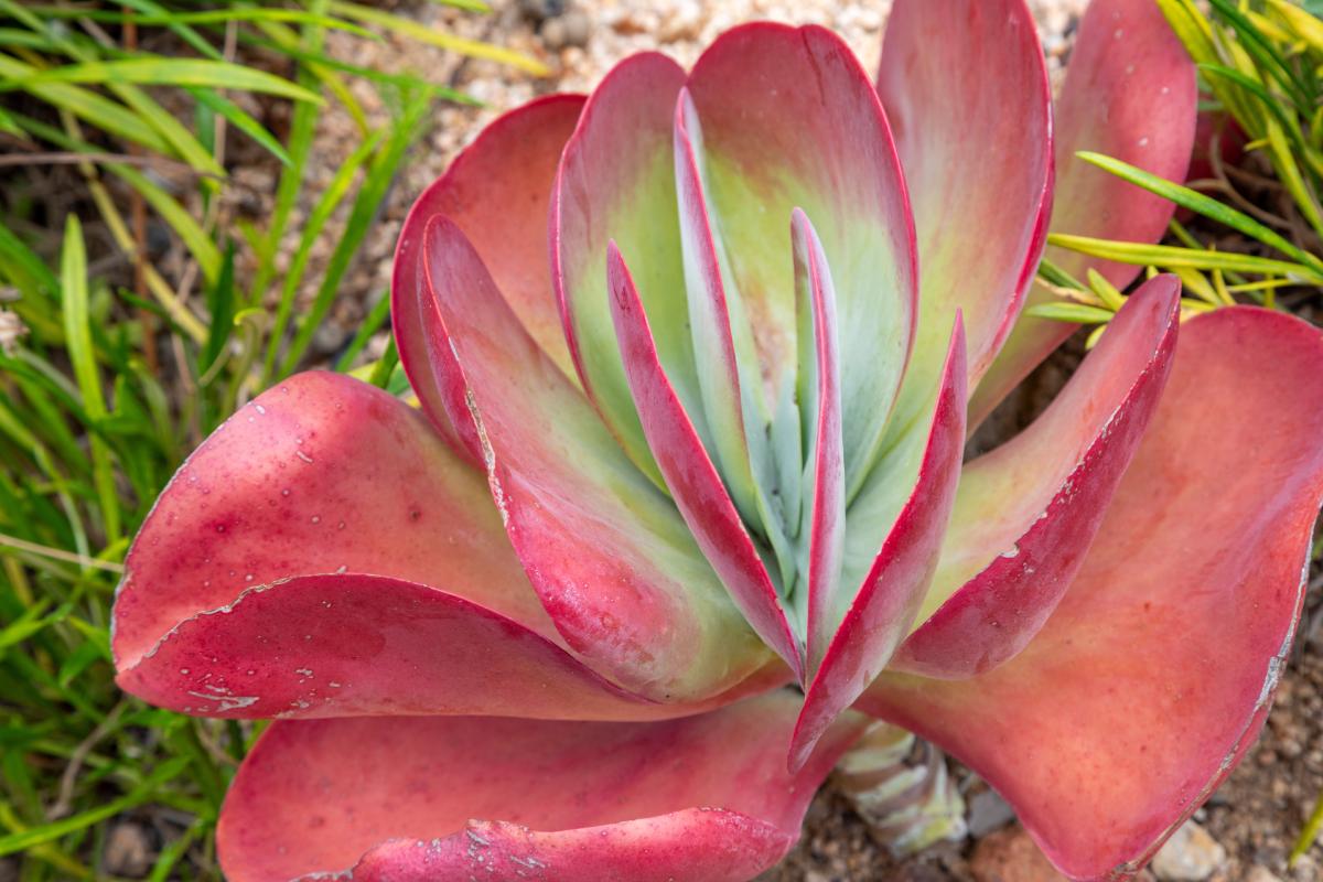 Le succulente che al caldo cambiano aspetto