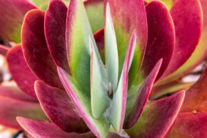 Le piante succulente che cambiano colore col sole