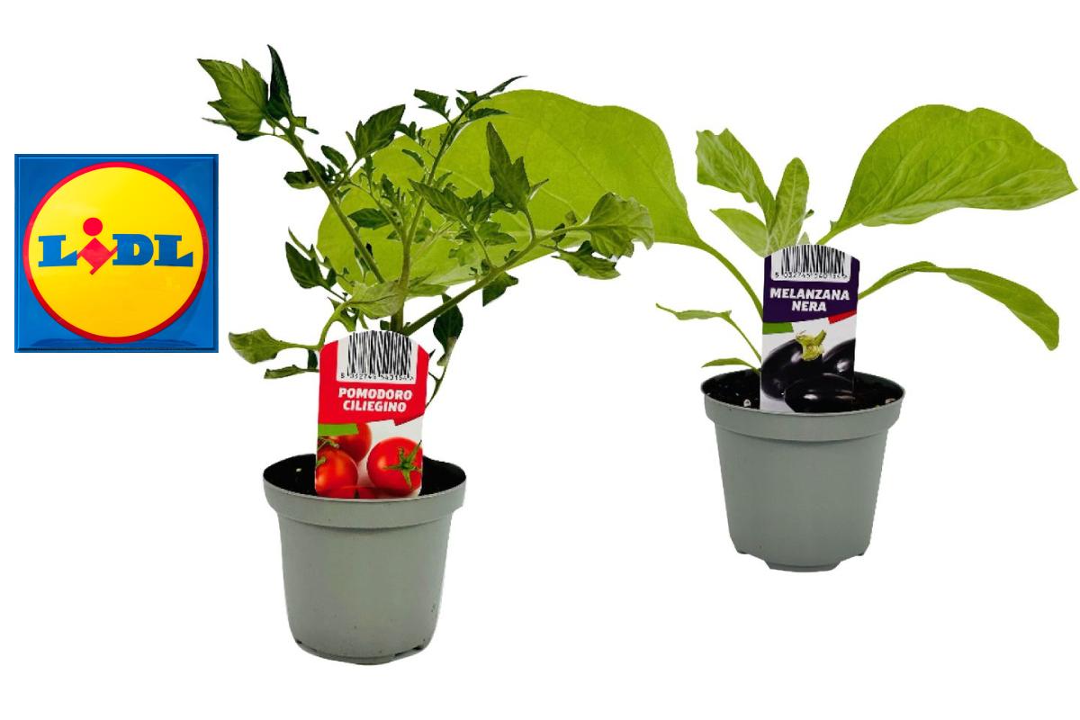 Piantine da orto da Lidl nel fine settimana