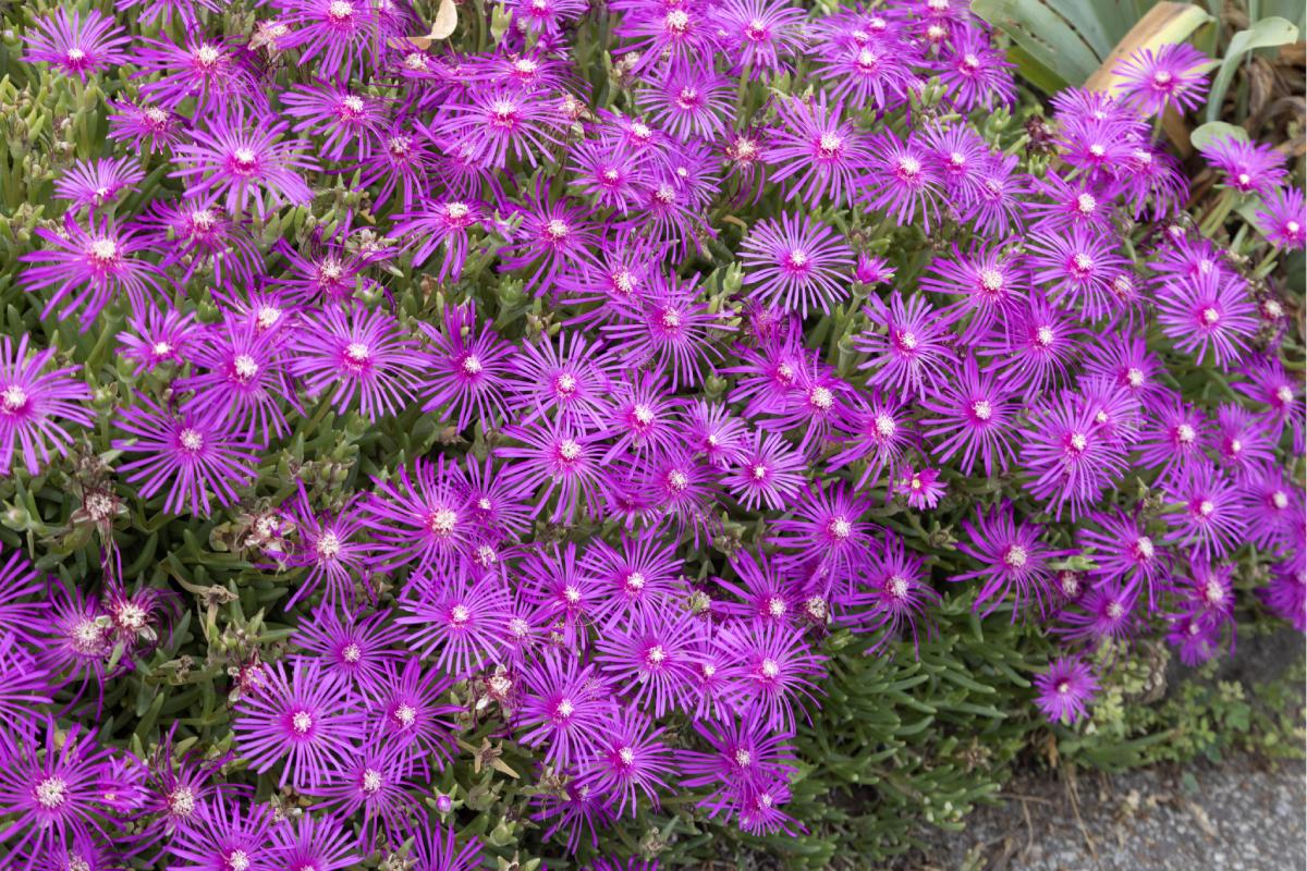 Piante grasse con bei fiori