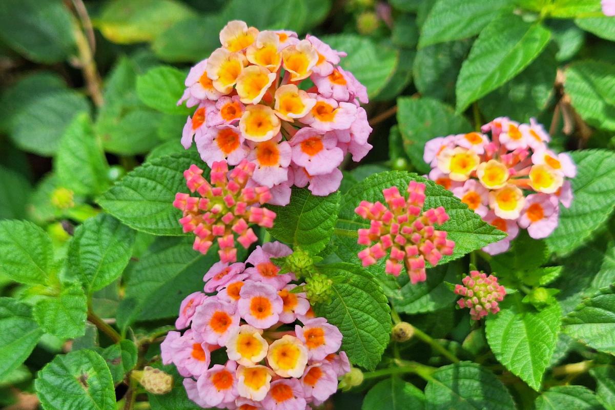 Come riprodurre l'ibisco, la fucsia e altre piante durante la bella stagione