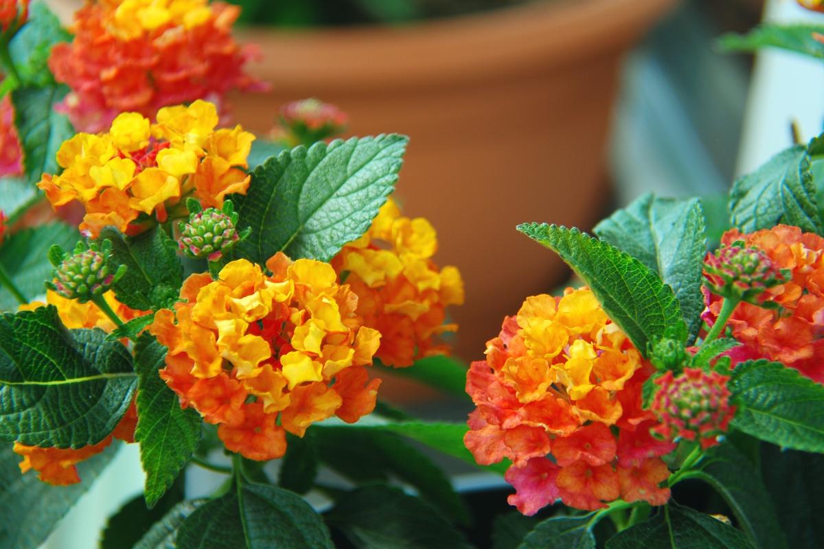 Lantana contro le zanzare
