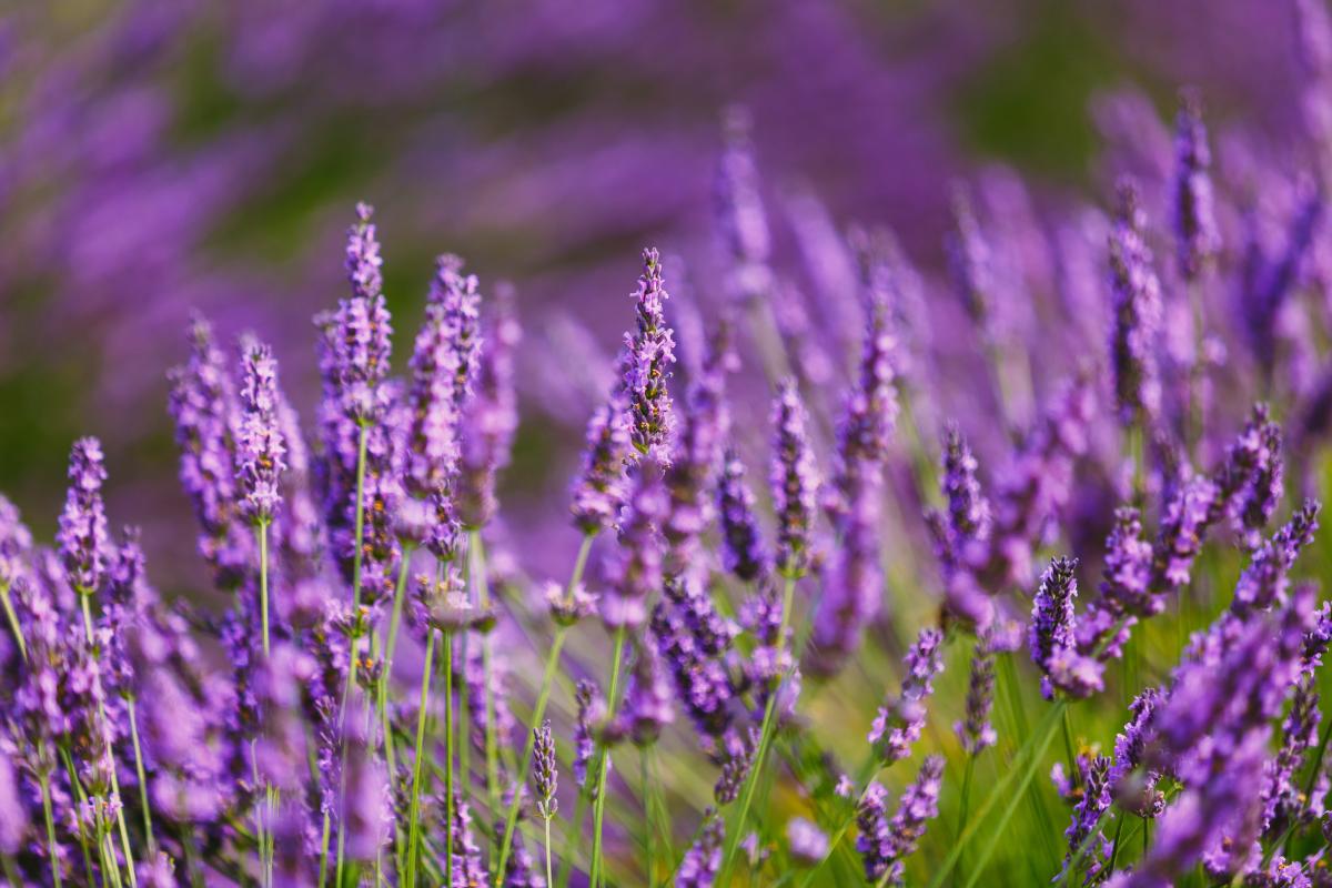 Concimi naturali fai da te
