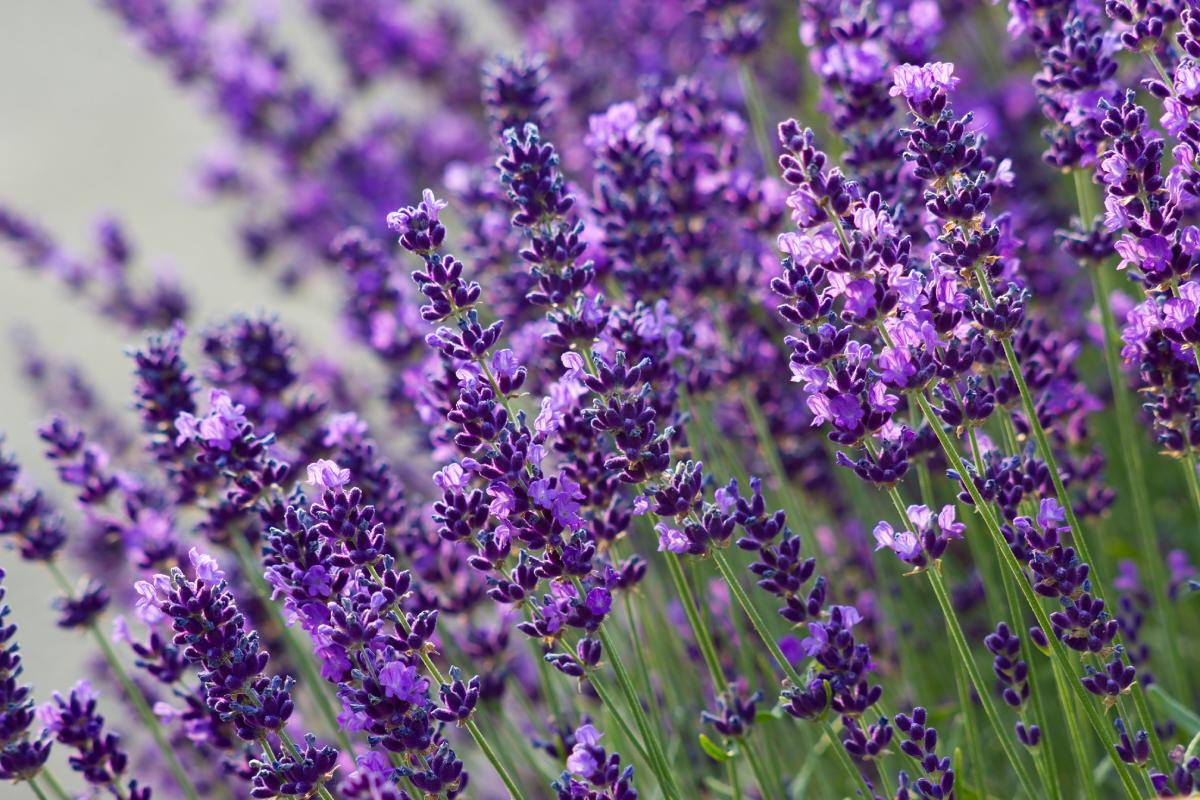 I concimi "fai da te" per la lavanda, i gerani e le ortensie