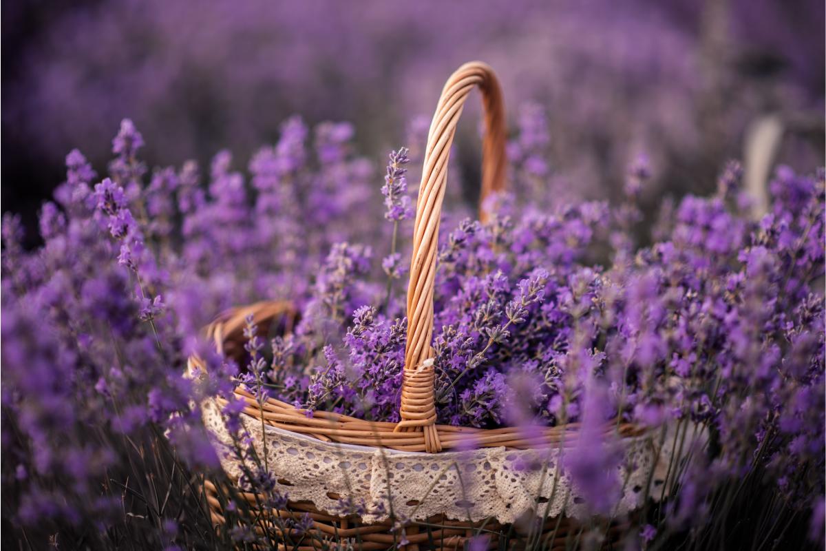 Potare e propagare la lavanda a fine maggio