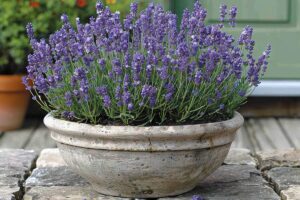 Come si rinvasa la lavanda senza danneggiare e radici