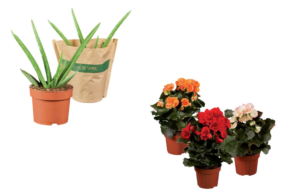 Offerta weekend da Lidl per le piante