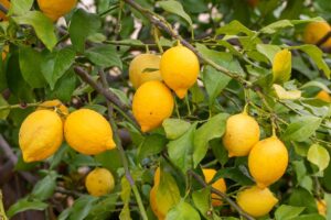 Concime del limone