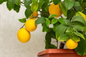 Come si coltiva un limone Meyer