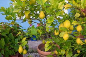 Eliminare gli afidi dal limone in vaso