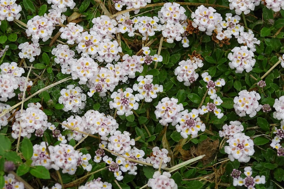 Le più belle piante tappezzanti da sole