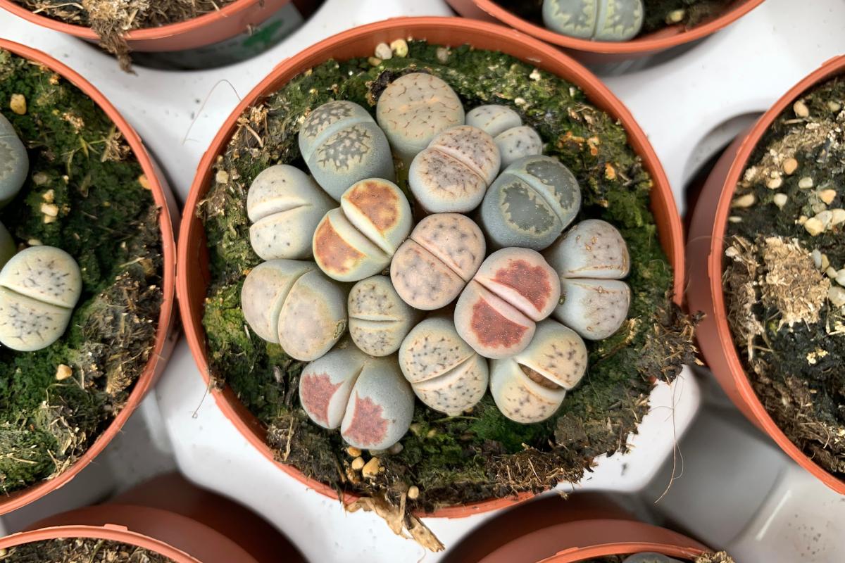 5 piante grasse per creare piccoli spazi verde in casa