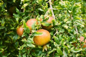 I motivi dell'ingiallimento delle foglie del melograno