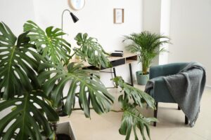 La talea tropicale per la Monstera gigante