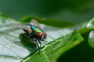 Quali piante contrastano le mosche in giardino