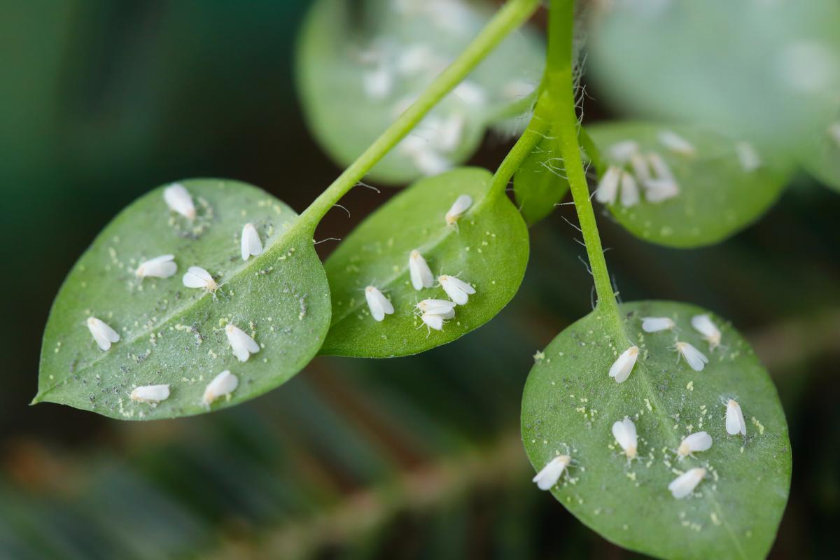 Ecco le piante colpite maggiormente dalla mosca bianca
