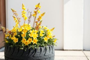 Vasi insoliti come contenitori per i narcisi