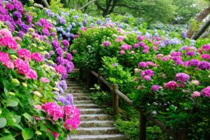 Cura delle ortensie