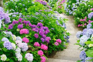 Come concimare le ortensie