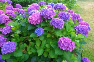 Potatura delle ortensie a maggio